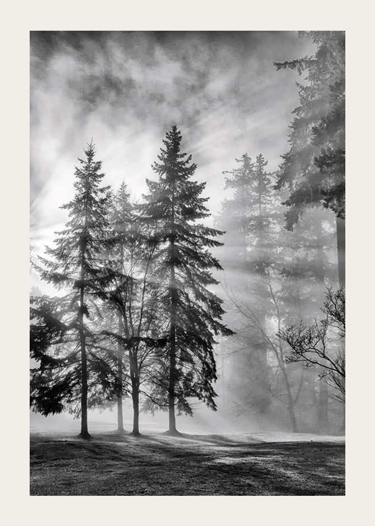Photographie en noir et blanc d'une forêt d'épicéas avec brouillard et rayons de soleil-12