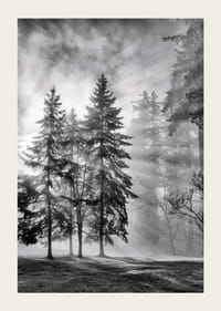 Black and white photo of spruce forest with fog and sun rays-3