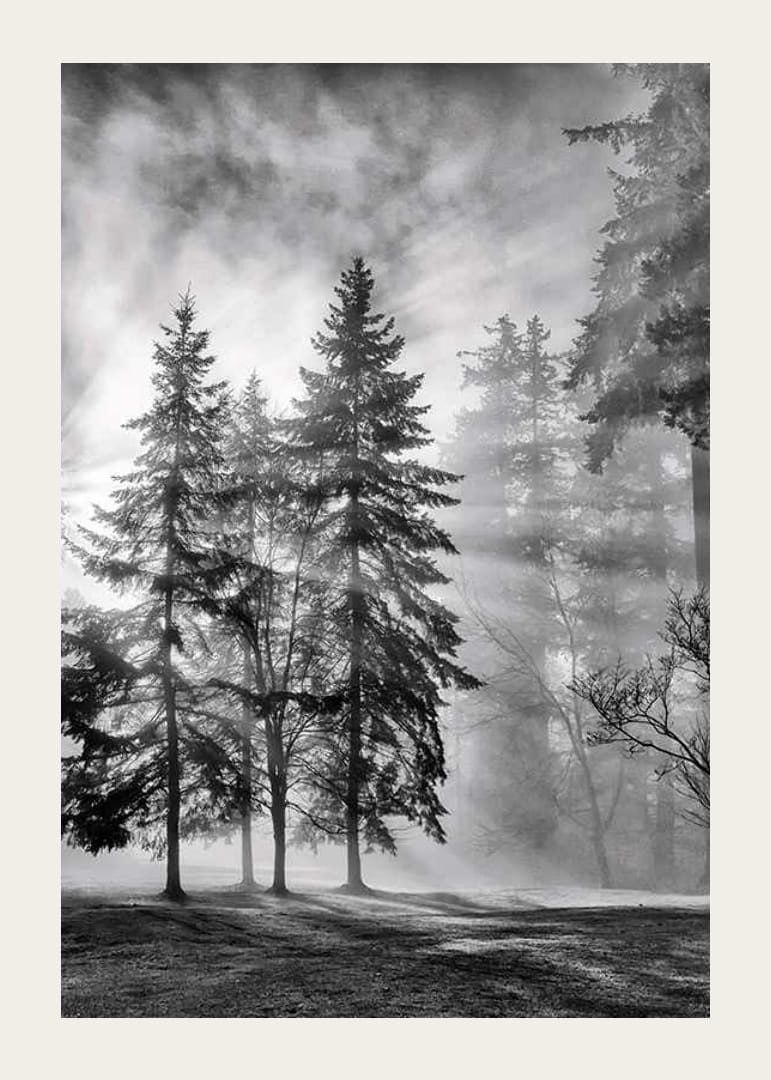 Black and white photo of spruce forest with fog and sun rays-12