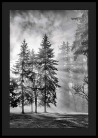 Black and white photo of spruce forest with fog and sun rays-4