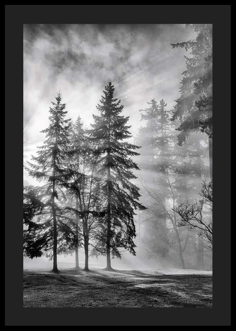 Black and white photo of spruce forest with fog and sun rays-12