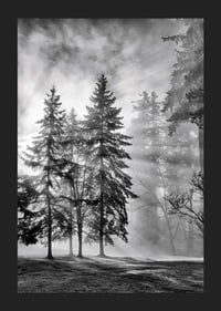 Photographie en noir et blanc d'une forêt d'épicéas avec brouillard et rayons de soleil-5