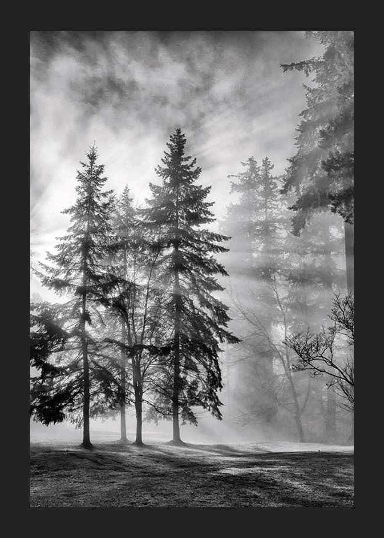 Black and white photo of spruce forest with fog and sun rays-12