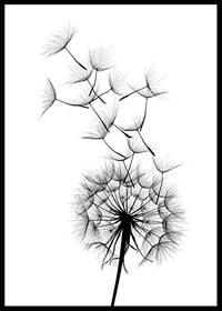 Black and white illustration of dandelion seeds in close-up against white background-6