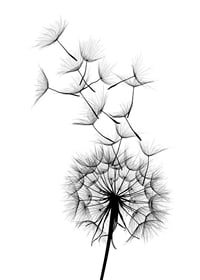 Black and white illustration of dandelion seeds in close-up against white background-7