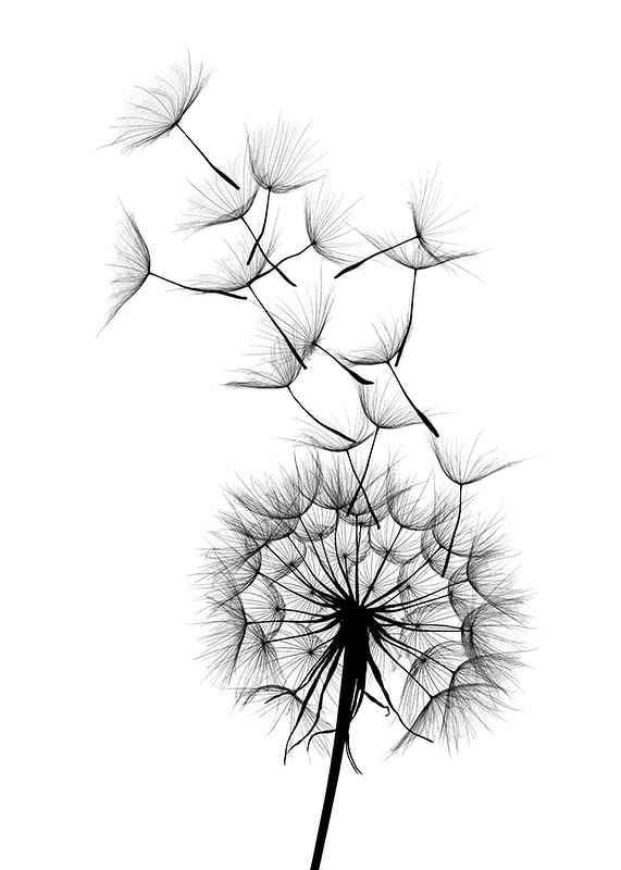 Black and white illustration of dandelion seeds in close-up against white background-12