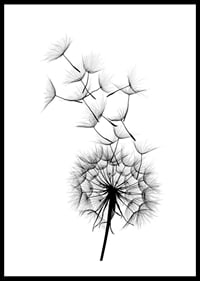Black and white illustration of dandelion seeds in close-up against white background-0