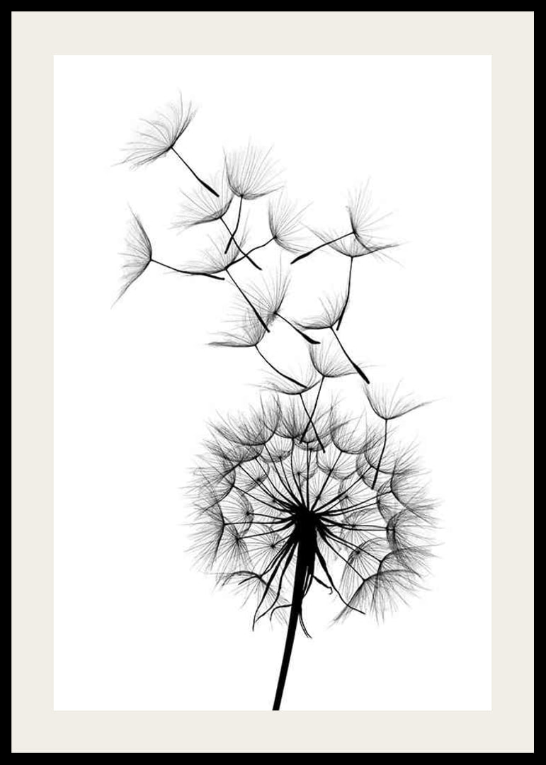 Black and white illustration of dandelion seeds in close-up against white background-12