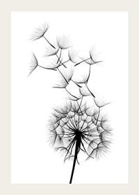 Black and white illustration of dandelion seeds in close-up against white background-3
