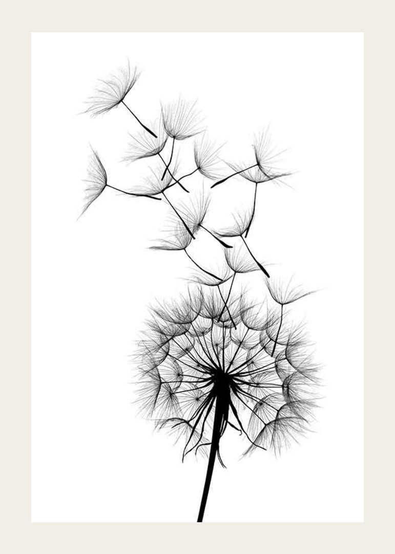 Black and white illustration of dandelion seeds in close-up against white background-12