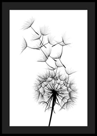 Black and white illustration of dandelion seeds in close-up against white background-4
