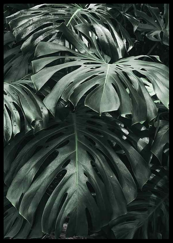 Monstera No3-12