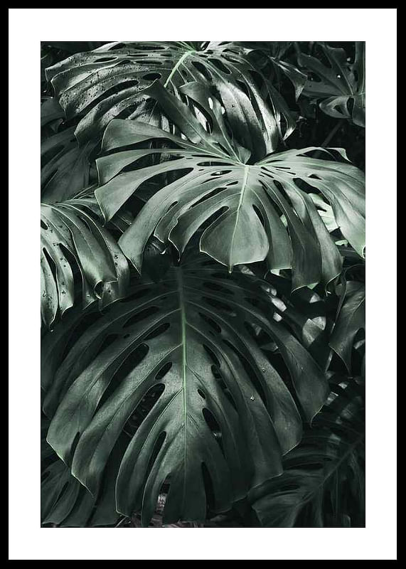 Monstera No3-12