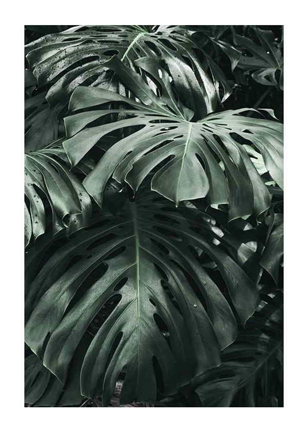 Plakāts Monstera No3