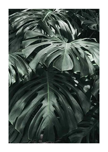 Poster Monstera No3