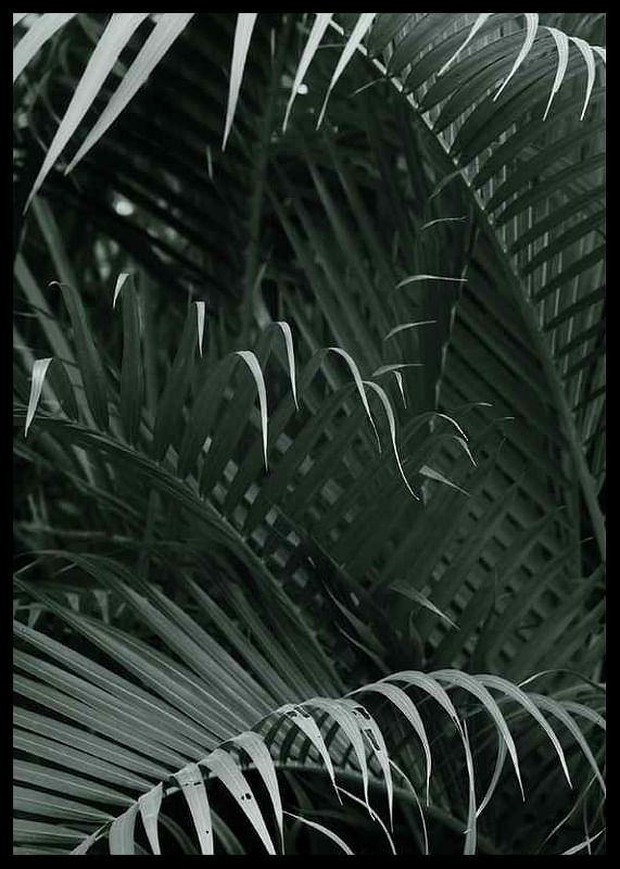 Palm Leaf No1-12