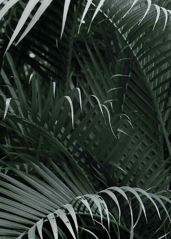 Palm Leaf No1-12