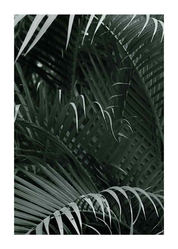 Poster Palm Leaf No1