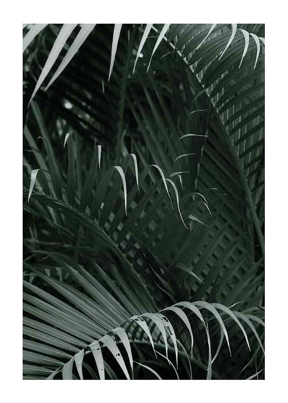 Palm Leaf No1-12