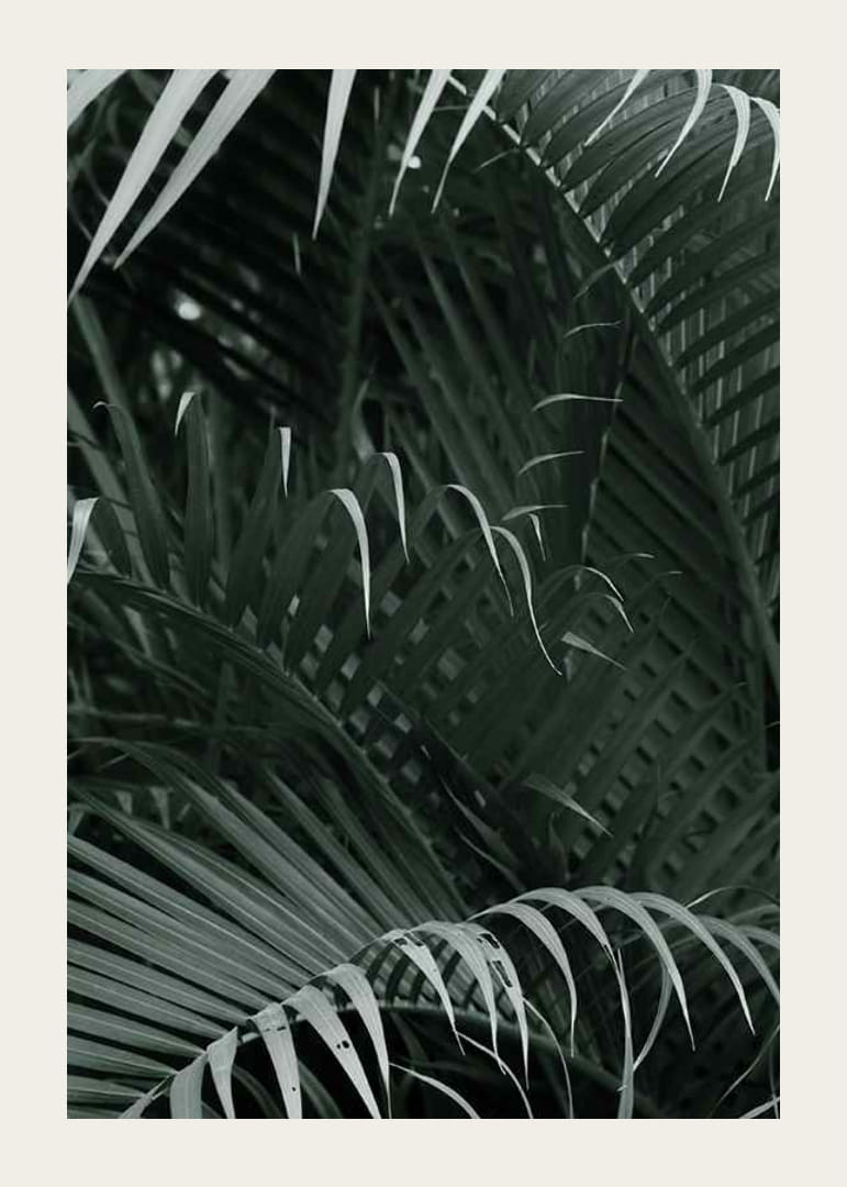 Fotografische close-up van dichte groene palmbladeren in lagen-12