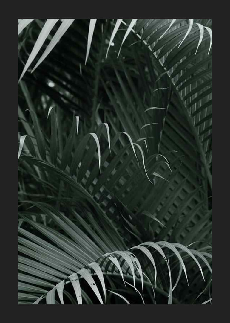 Fotografische close-up van dichte groene palmbladeren in lagen-12