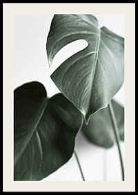 Photographic close-up of green monstera leaves on light background-2