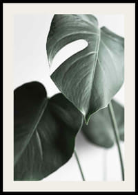 Fotografische Nahaufnahme von grünen Monstera-Blättern auf hellem Hintergrund-2