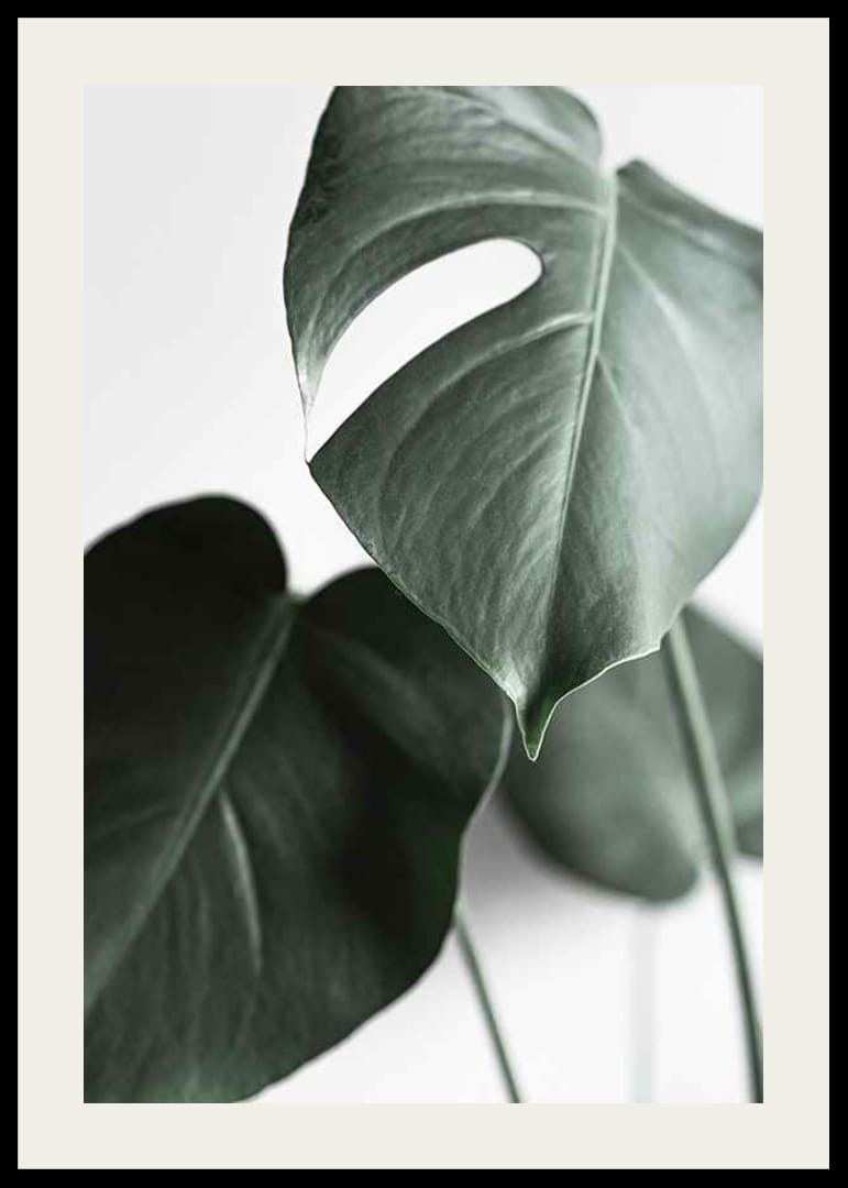 Fotografische Nahaufnahme von grünen Monstera-Blättern auf hellem Hintergrund-12