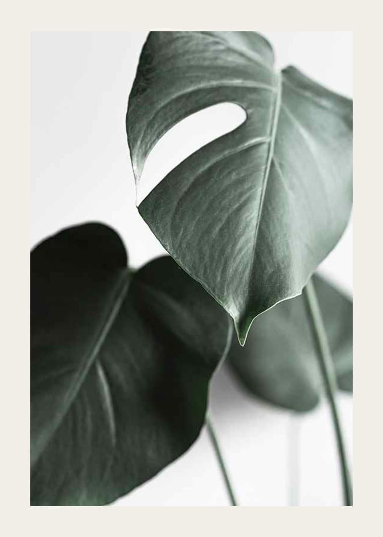 Fotografische Nahaufnahme von grünen Monstera-Blättern auf hellem Hintergrund-12