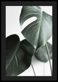 Photographic close-up of green monstera leaves on light background-4