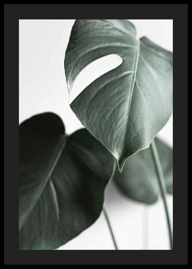 Photographic close-up of green monstera leaves on light background-12