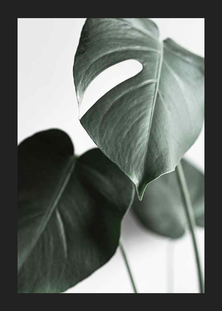 Photographic close-up of green monstera leaves on light background-12