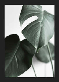 Fotografische Nahaufnahme von grünen Monstera-Blättern auf hellem Hintergrund-5