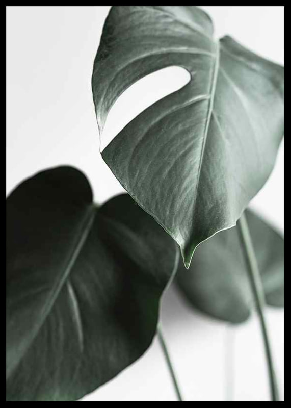 Photographic close-up of green monstera leaves on light background-12