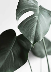 Photographic close-up of green monstera leaves on light background-7