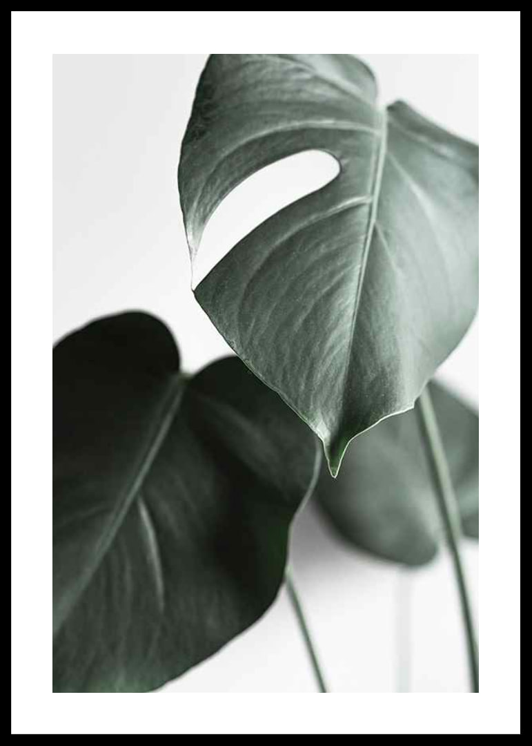 Photographic close-up of green monstera leaves on light background-12