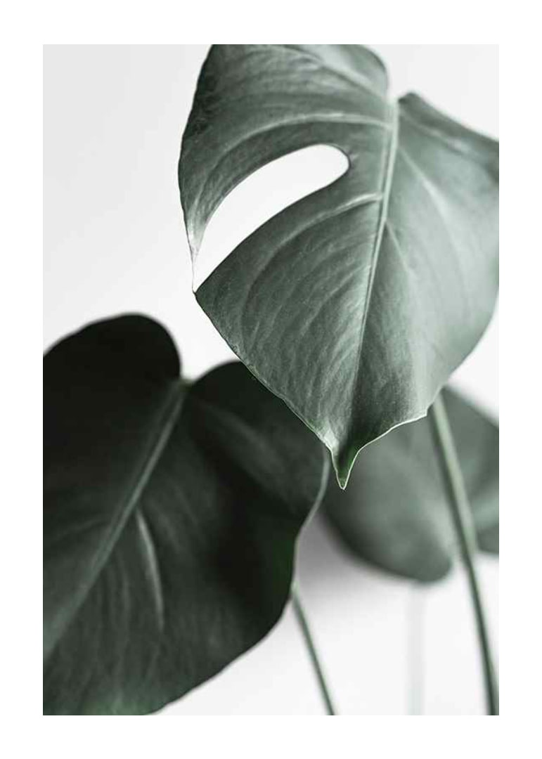 Photographic close-up of green monstera leaves on light background-12