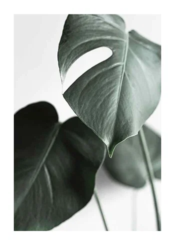 Poster Green Leaves No1