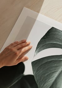 Photographic close-up of green monstera leaves on light background-9
