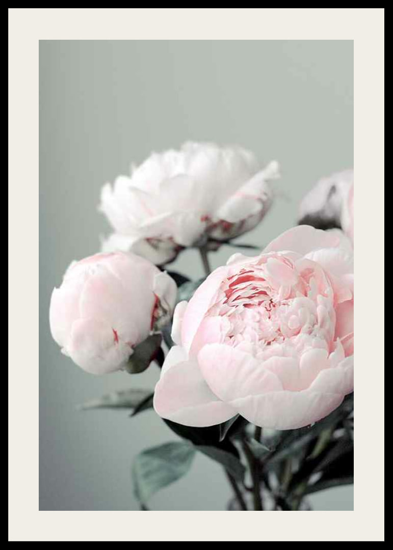 Photograph of light pink peonies against a dull green background-12