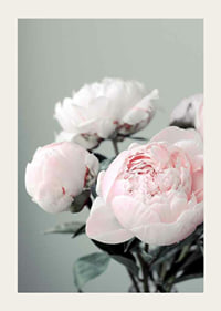 Photograph of light pink peonies against a dull green background-3