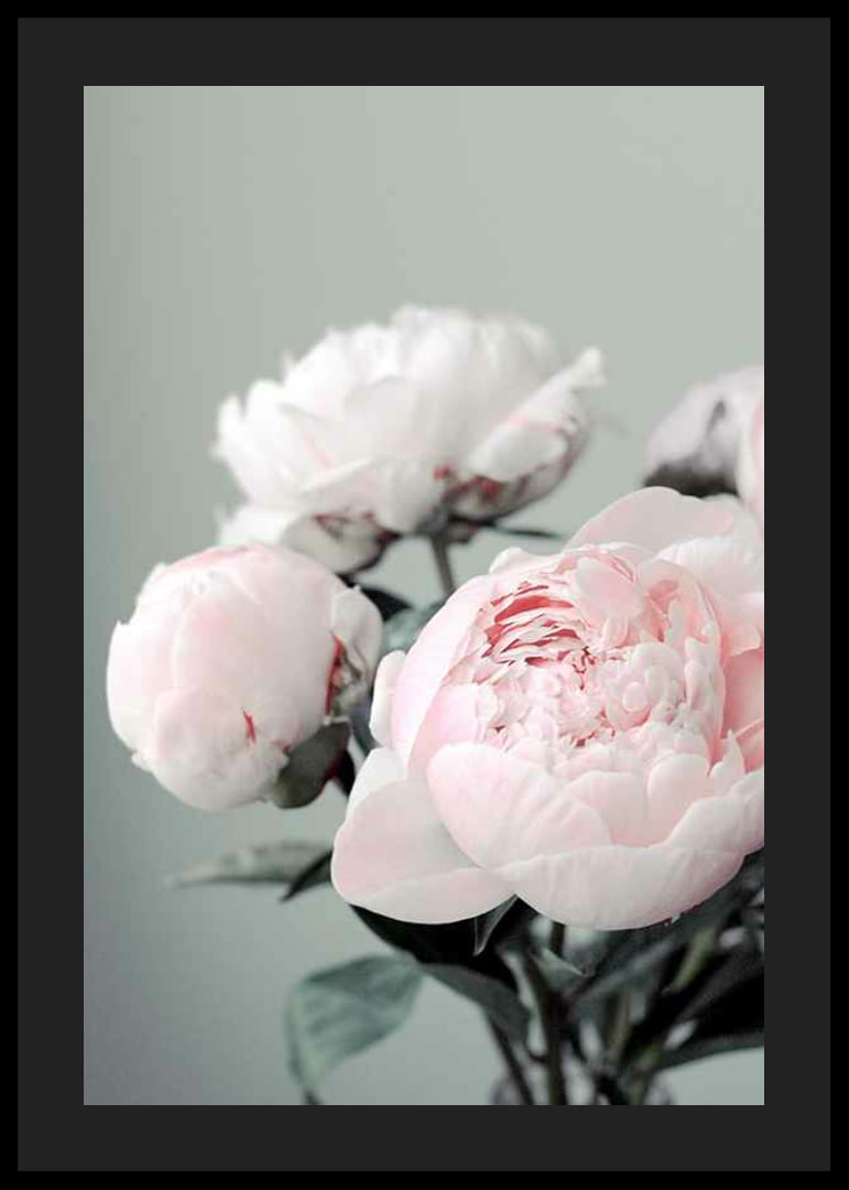 Photograph of light pink peonies against a dull green background-12
