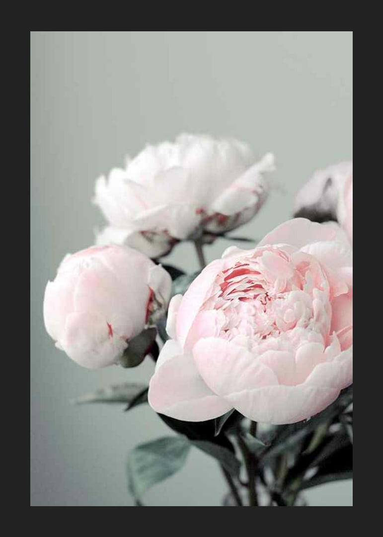 Photograph of light pink peonies against a dull green background-12