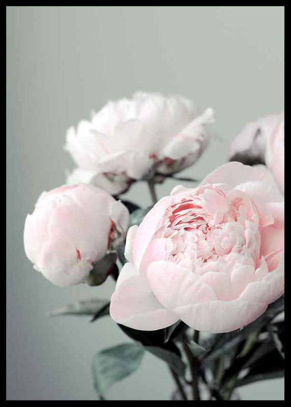 Photograph of light pink peonies against a dull green background-12