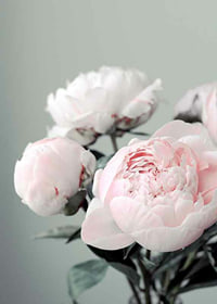 Photograph of light pink peonies against a dull green background-7