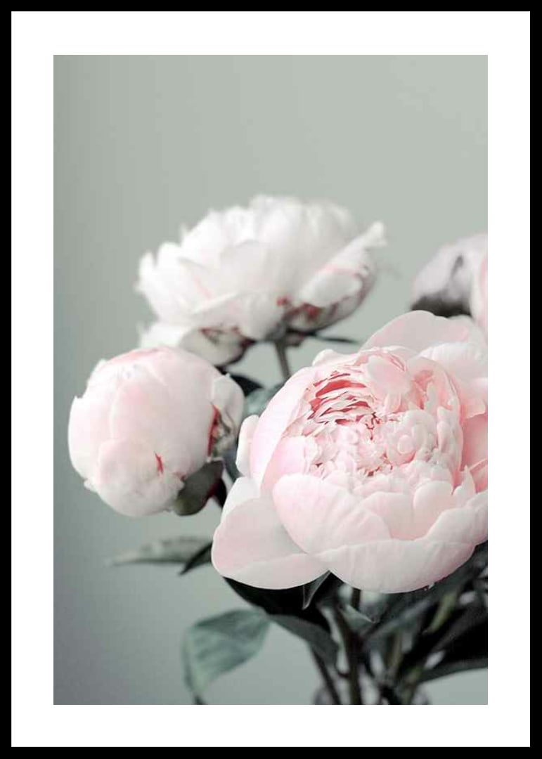 Photograph of light pink peonies against a dull green background-12