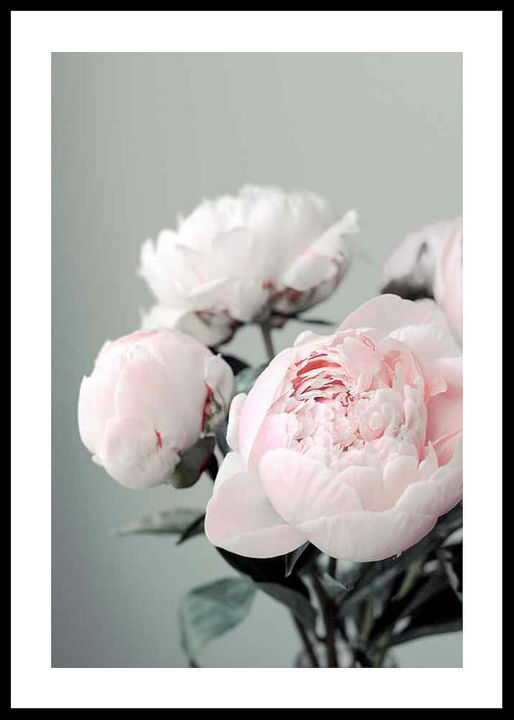 Pink peonies No1-12