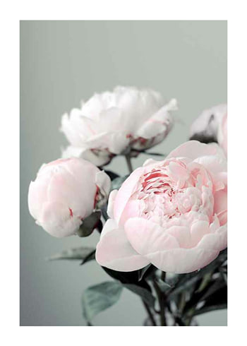 Poster Pink peonies No1