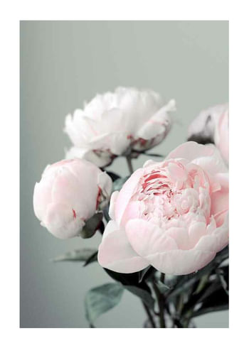 Poster Pink peonies No1