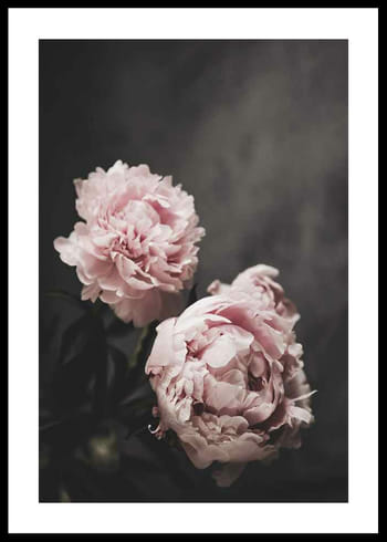 Poster Pink peonies No2